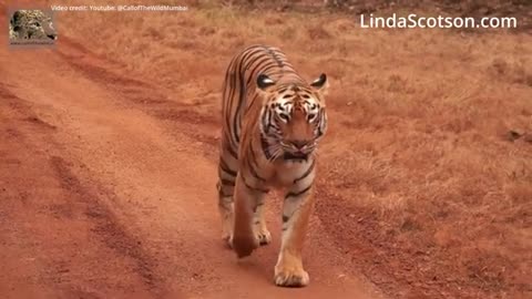 The Physiology of Healthy Walking - Commentary on Big Cats Walking - Linda Scotson