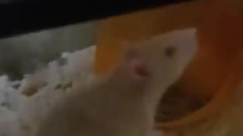Pet rat 🐀