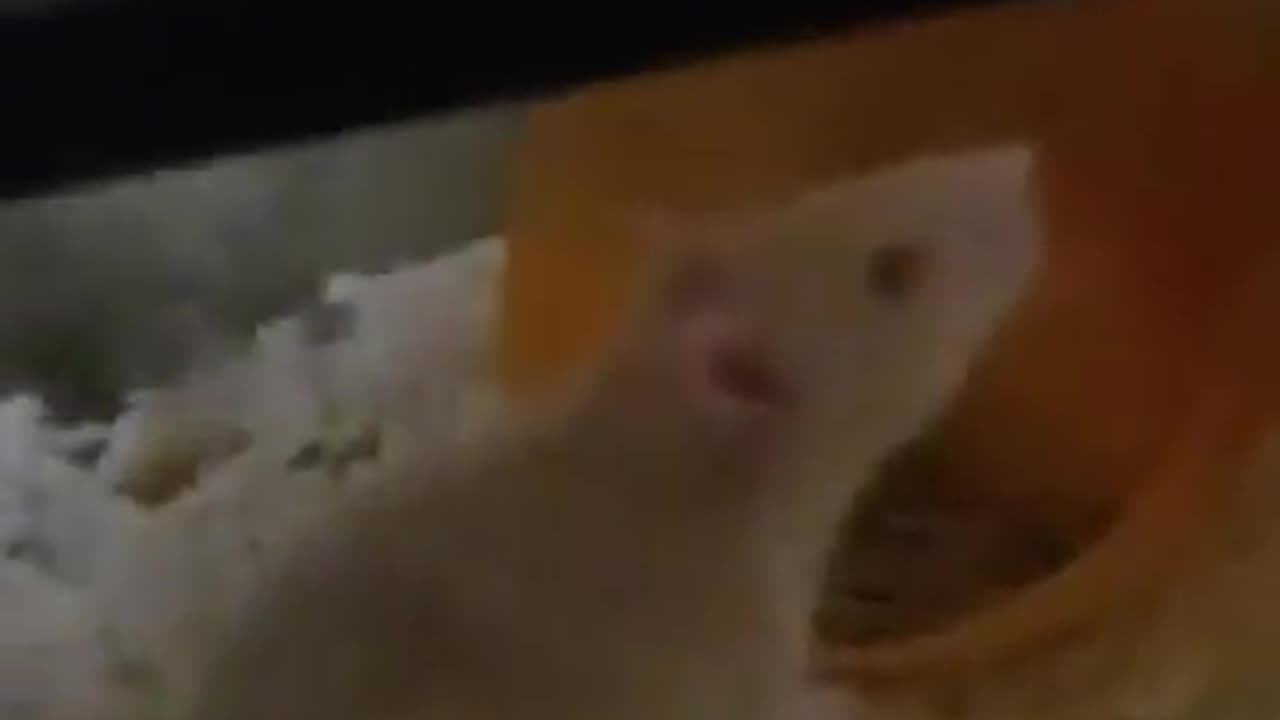 Pet rat 🐀