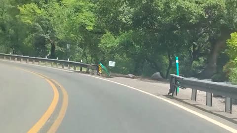 Shia, video recorded 12:15 PM Sept 4, '25 Part 4-5 by Alyssa Sedona, AZ