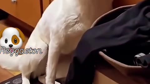 naughty doggys