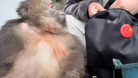 hungry monkey