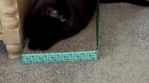 Precious Piper Looks Super Cute on Her Tuffet - Adopting a Cat from a Shelter Vlog #shorts