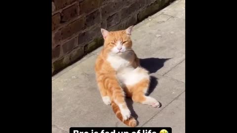 Cat Comedy Explosion: Hilarious Compilation 2025! 😹