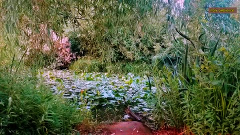 Morning natural ambience and sound [ Live Video ] #live #relax #natural #ambience