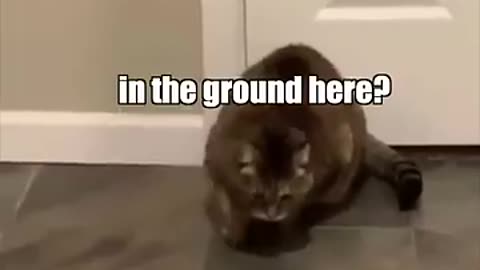 Breaking: When the catnip hits pt. 2