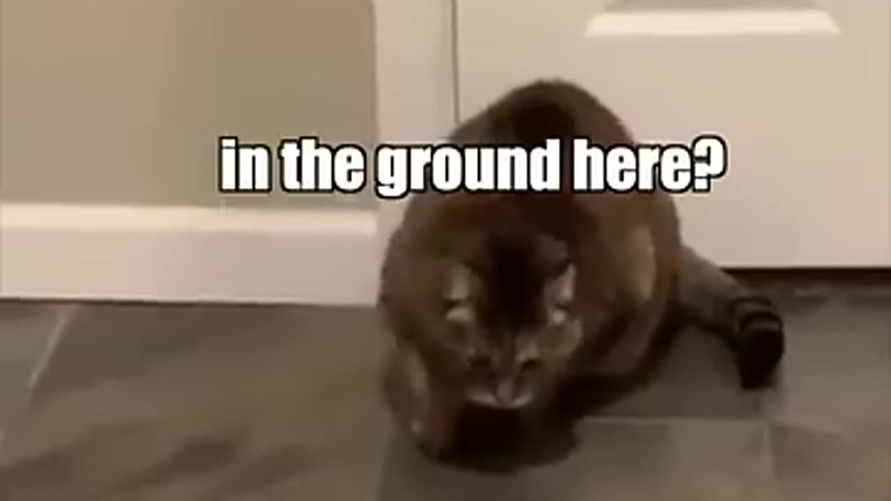 Breaking: When the catnip hits pt. 2