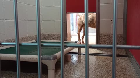 Julio 2y A861520 kennel 1 pod 1 PACC shelter gave him some yummies clean kennel helps too20250730312