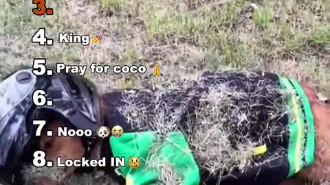Animals having fun 😄