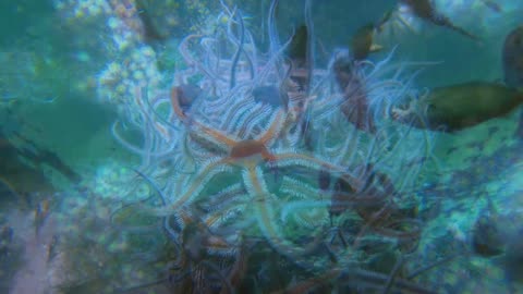 4K Aquarium