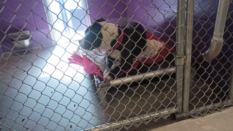 Sadie 4y Pet Id 947867 kennel 8 half2 Peace 6y Pet Id 946735 kennel 9 HSSAZ shelter_20250613_223