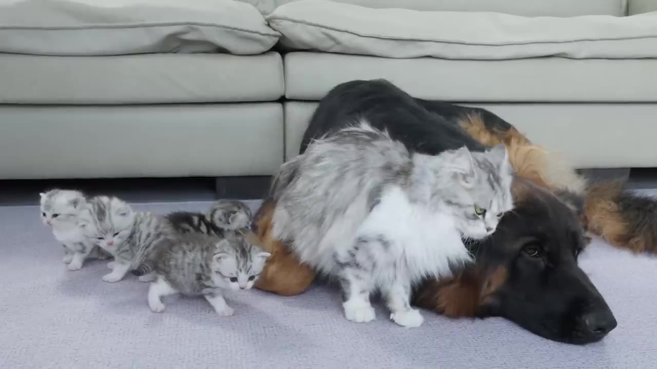Mom Cat Tells Kittens German Shepherd Is Safe