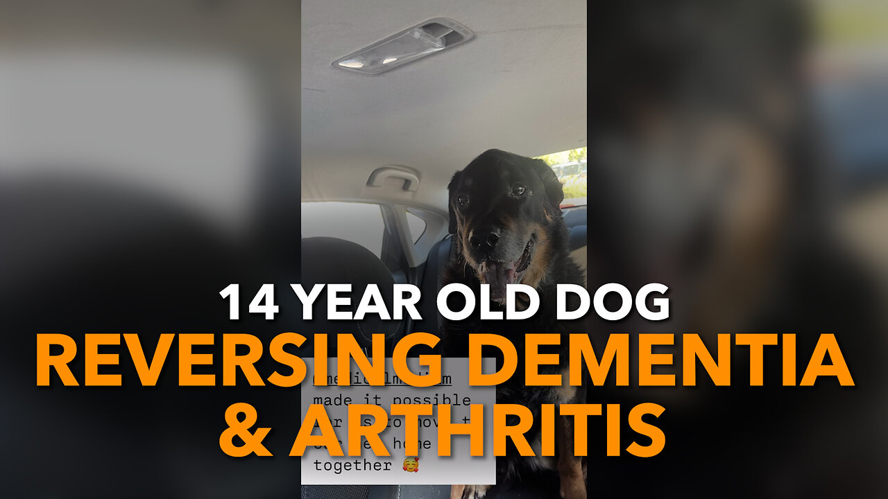 14 Year Old Dog Reversing Dementia & Arthritis