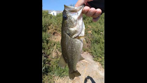Late Summer Bassin Session