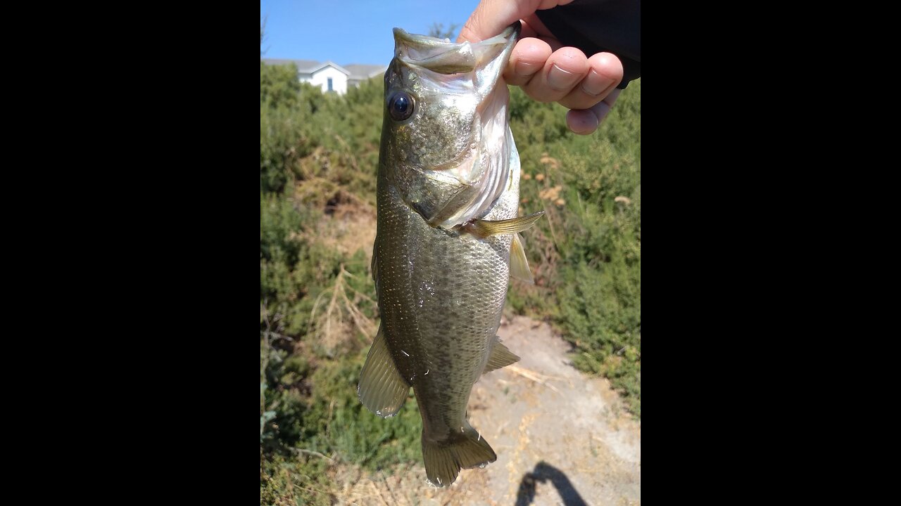 Late Summer Bassin Session