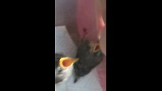 rescued baby birds 2017