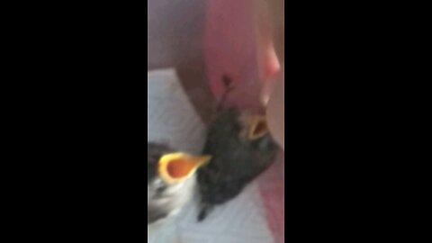 rescued baby birds 2017