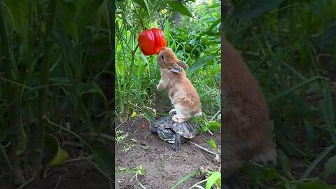 Rabbit is not tall enough, so turtle fills the gap. Cute pet debut plan. Rabbit. Cute little pet
