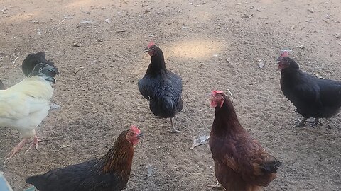 Moving a mama hen