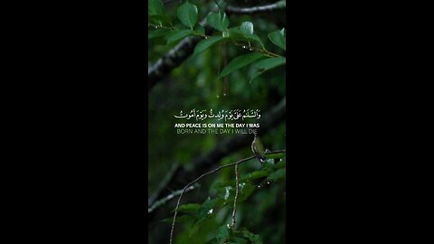 🔥Surah Maryam 19:33-35 سورة مريم 🌸🕊️ #shorts #viral #love #youtubeshorts #trending #shortvideo