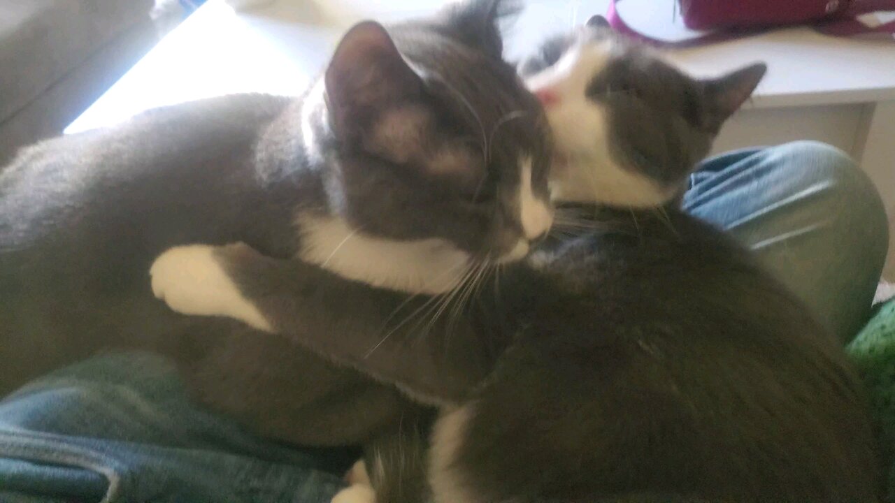 Happy Cat Friday