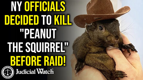 NEW RECORDS: NY Officials Decided to Kill "Peanut the Squirrel" Before Raid!