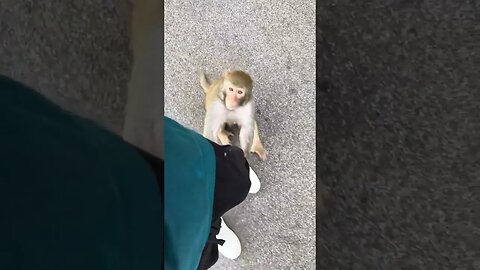Also stuck to the monkey