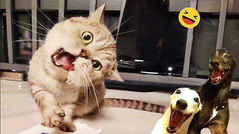 Hilarious Cats & Dogs Compilation – Try Not to Laugh! 😹🐶