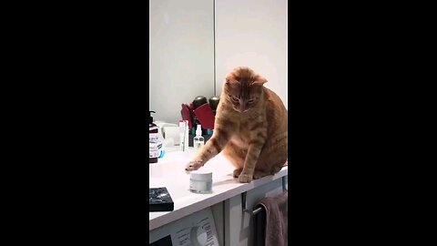 The cat thought no one was watching