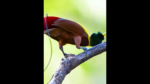Bird of Paradise Courtship behaviour