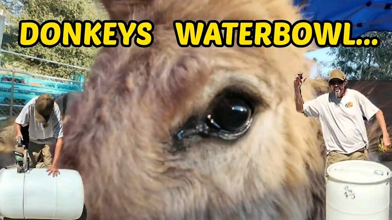 Donkeys Waterbowl
