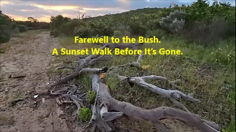 🌅Farewell to the Bush. A Sunset Walk Before It’s Gone. Perth, Australia