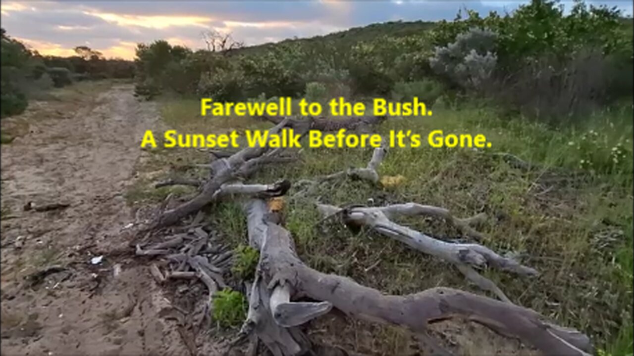 🌅Farewell to the Bush. A Sunset Walk Before It’s Gone. Perth, Australia