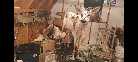 How to Full Body Mount a Piebald Doe Standing