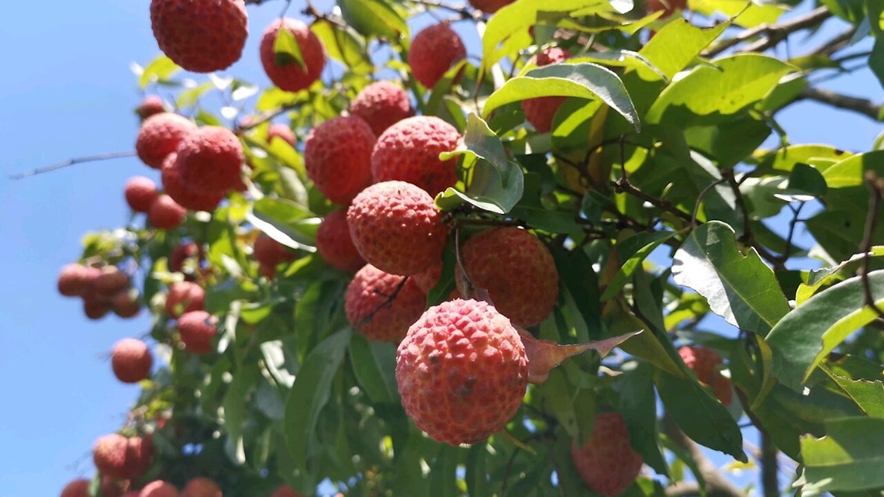 All Sorts of Berries and Fruits Harvesting - Yunnan Countryside