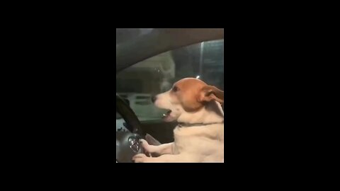 driving dog