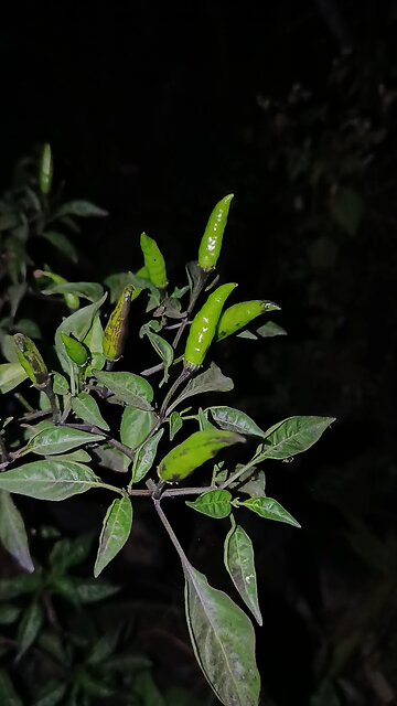 Hot chilli in my garden