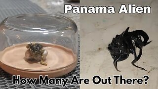 Panama Alien Is It Real And How Many Are Out There?