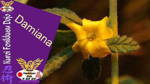 084 - Damiana
