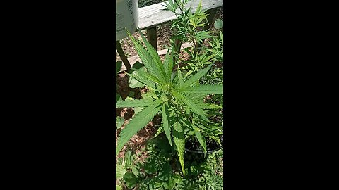 5 weeks old Tropicana kush