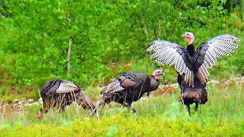 Wild Turkeys