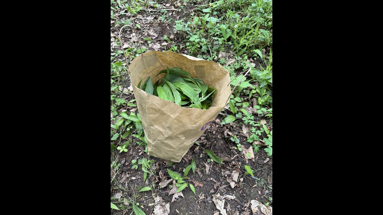 Medvědí česnek jako jarní očista