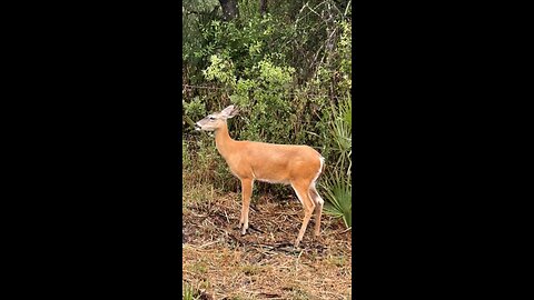 Vampire Deer