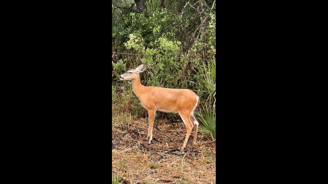 Vampire Deer