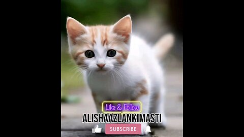Cat singing #cat #cats #catsagram #catlove #family #follow #viral #animal #hashtags #happy #satisfy