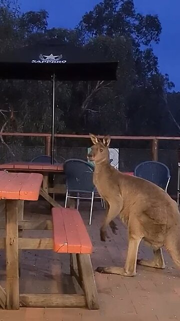 Kangaroos 🦘 can’t wait to have his dinner 🥘