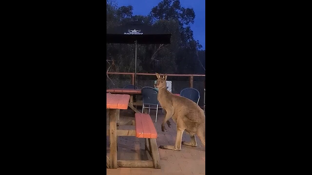 Kangaroos 🦘 can’t wait to have his dinner 🥘