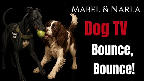 Dog TV: Mabel & Narla | Bounce, Bounce Greyhound & Springer Spaniel Playing | TV For Lonely Dogs