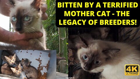 I got shredded by a mother cat - the legacy of brutal cat breeders.