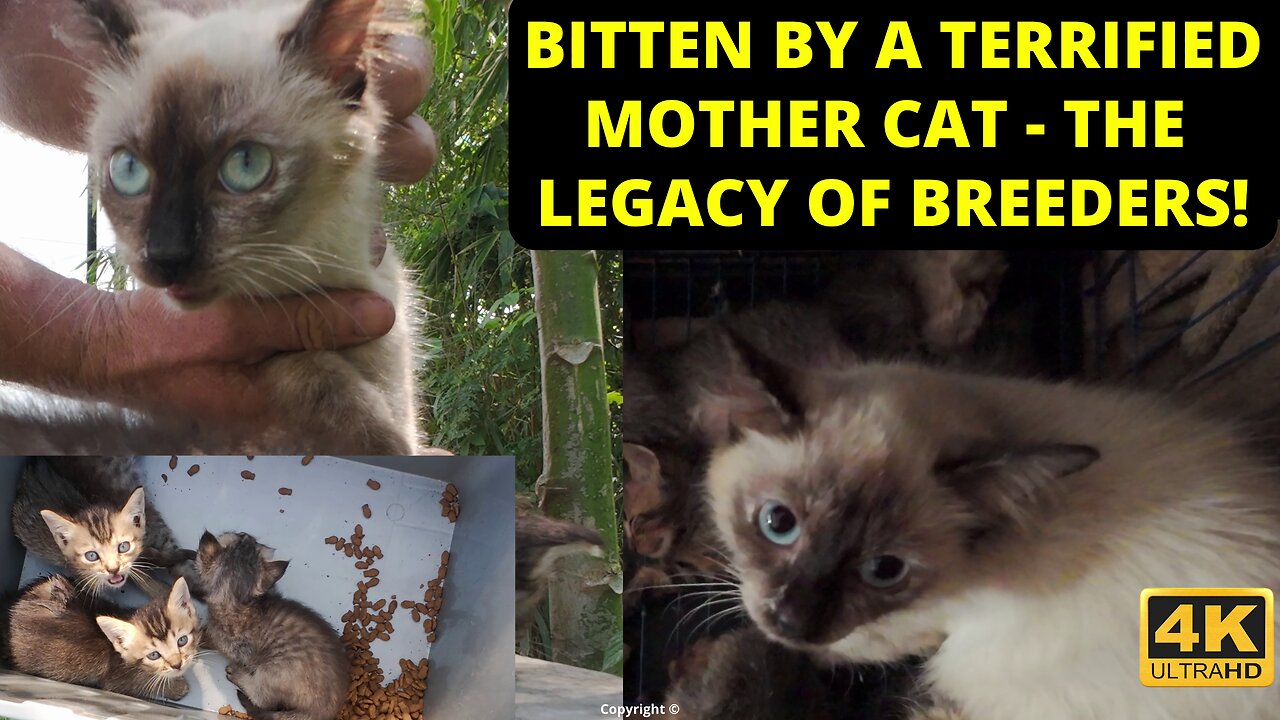 I got shredded by a mother cat - the legacy of brutal cat breeders.